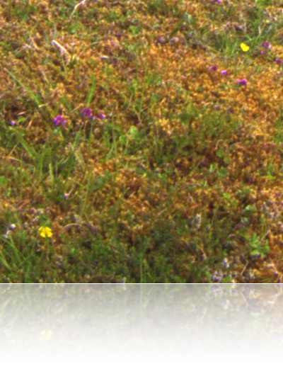 image: &hellip;pompous