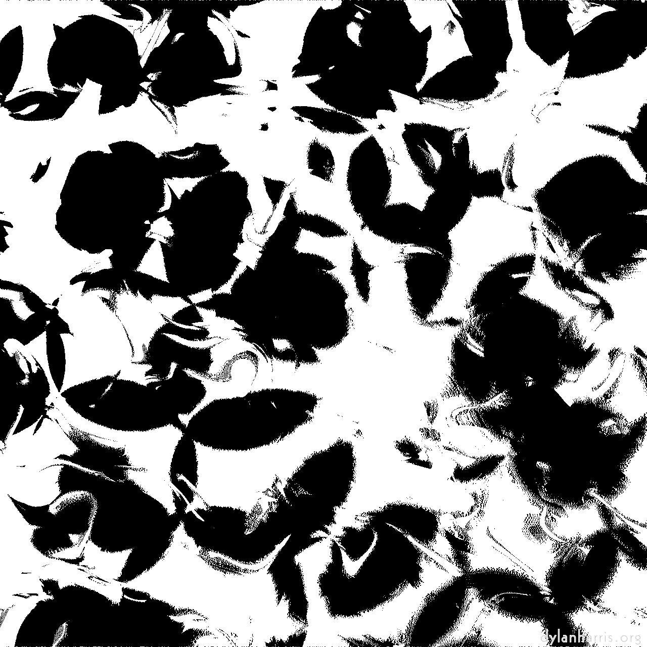 image: fun :: bw&nbsp;beans&nbsp;threshold