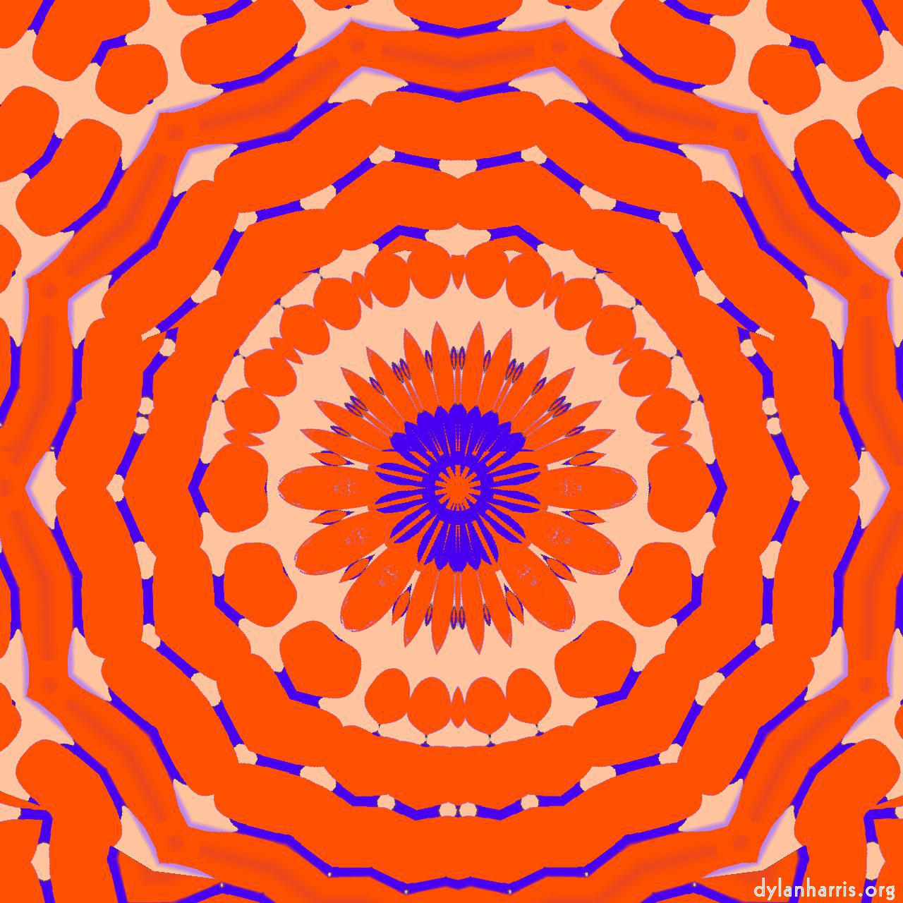 image: variations :: orange&nbsp;bloom