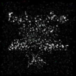 Image: image from natural media extended