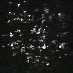 Image: image from wets and blends vector