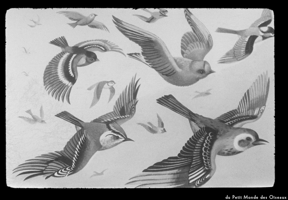 image: This is &lsquo;le petit monde des oiseaux 9&rsquo;.