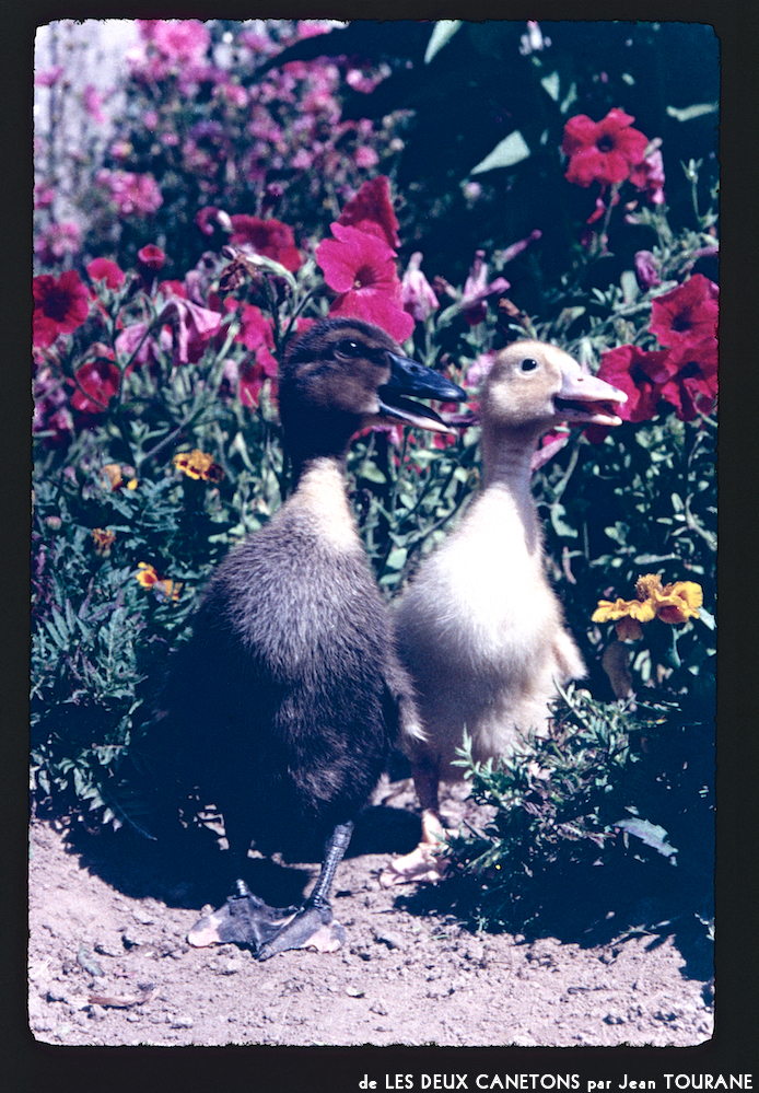 image: This is &lsquo;les deux canetons 1&rsquo;.