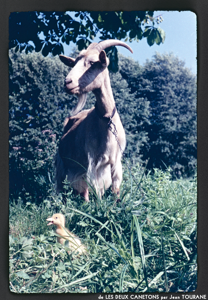 image: This is &lsquo;les deux canetons 10&rsquo;.