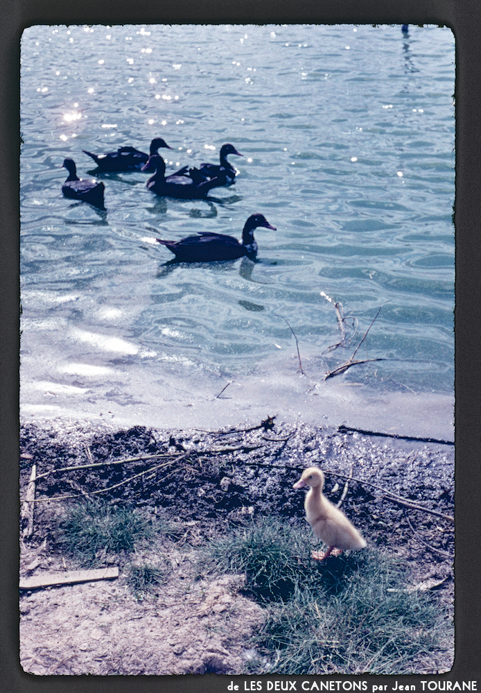 image: This is &lsquo;les deux canetons 11&rsquo;.
