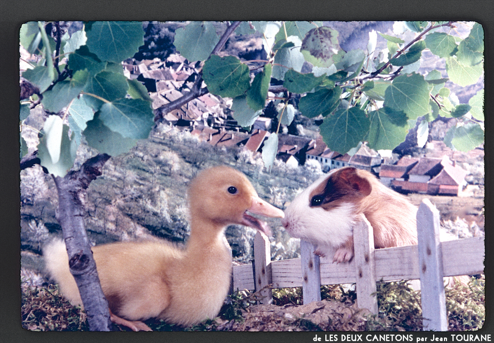 image: This is &lsquo;les deux canetons 5&rsquo;.