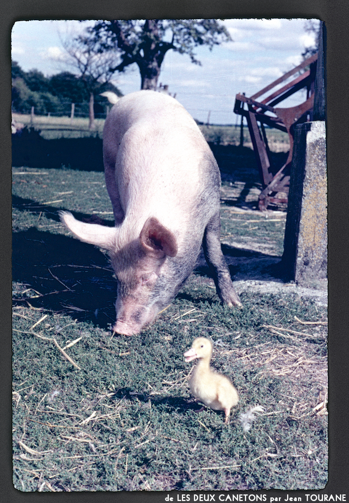 image: This is &lsquo;les deux canetons 6&rsquo;.