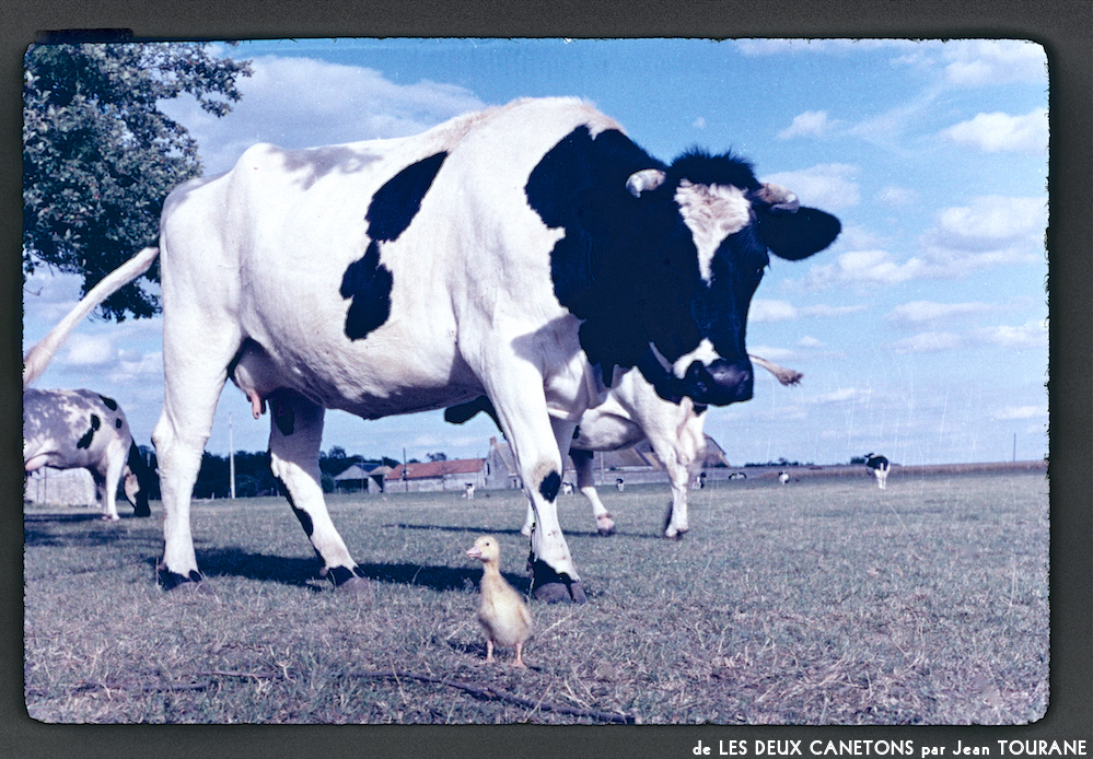 image: This is &lsquo;les deux canetons 8&rsquo;.