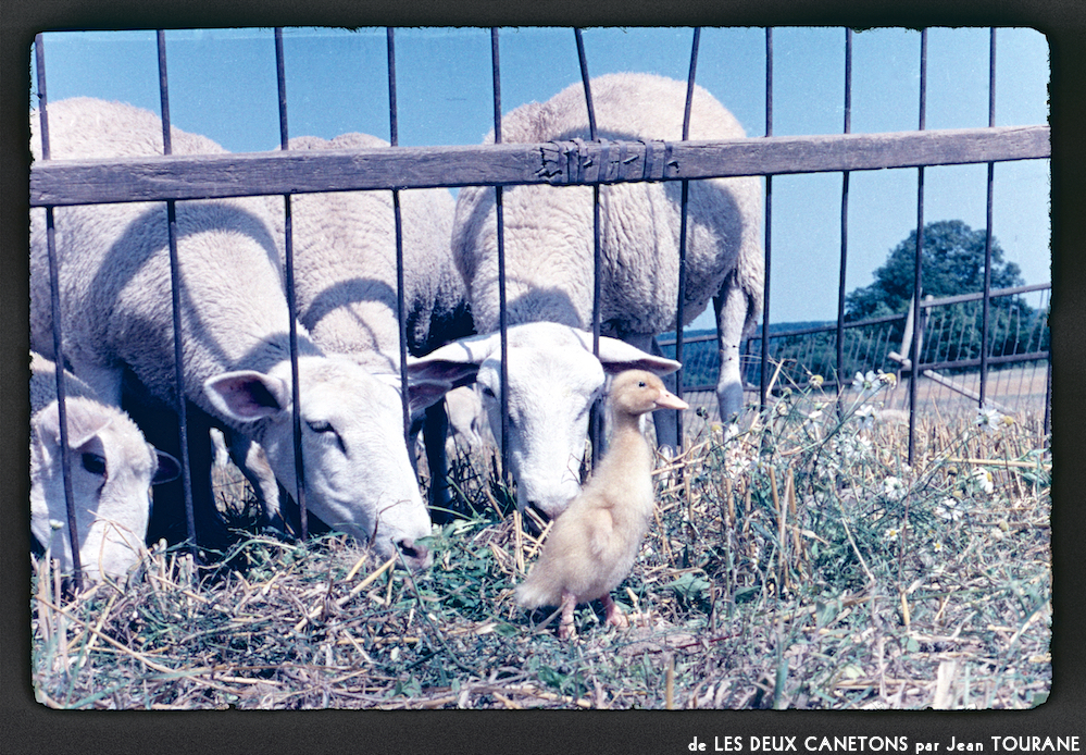 image: This is &lsquo;les deux canetons 9&rsquo;.