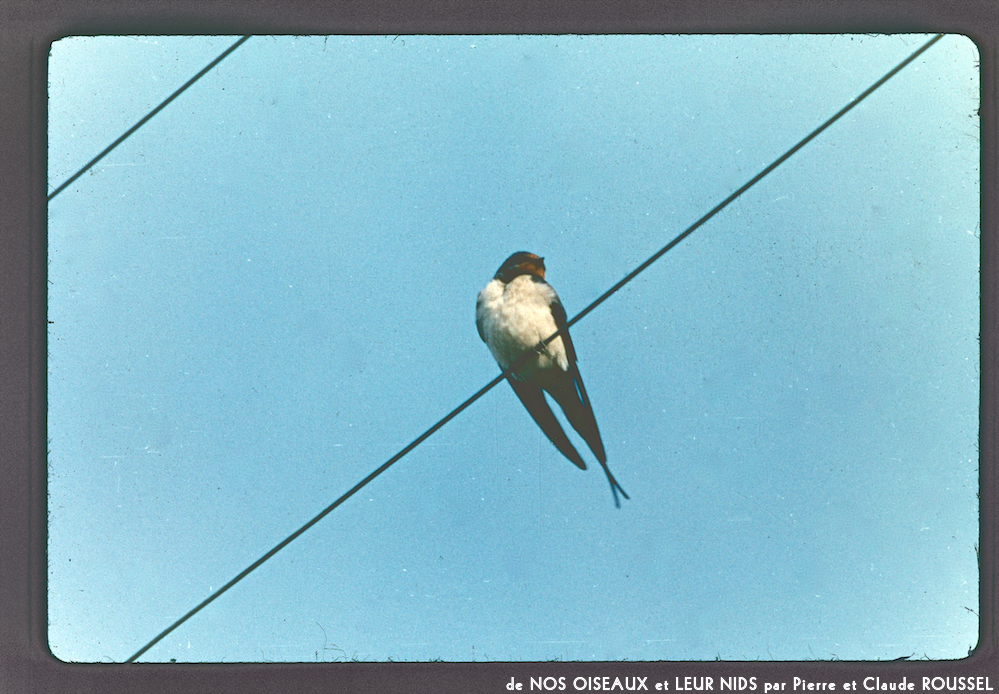 image: This is &lsquo;Nos oiseaux et leurs nids 1&rsquo;.