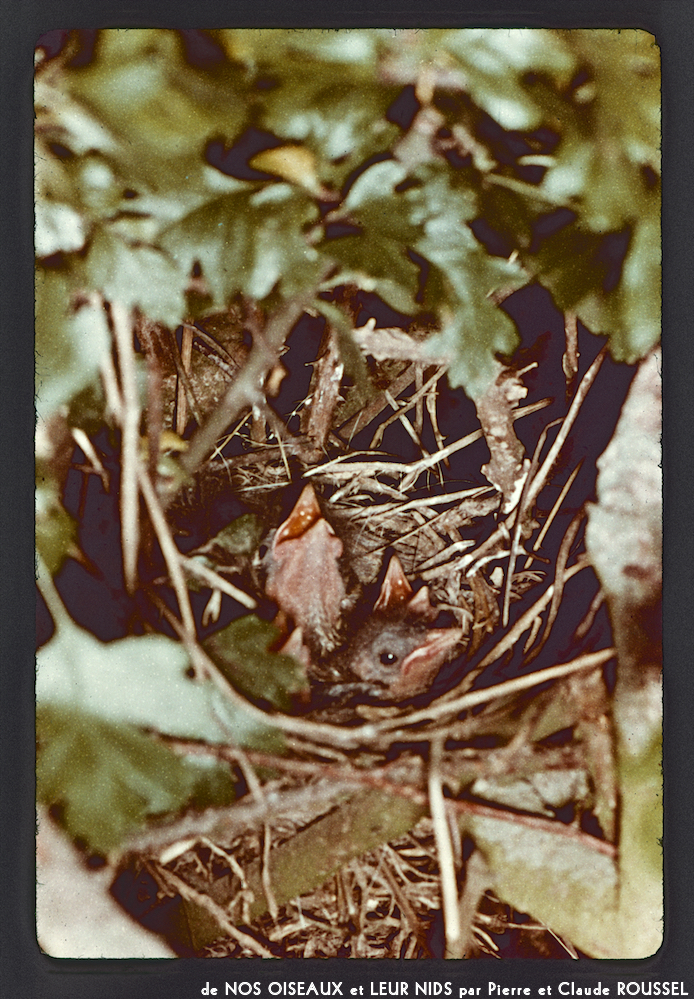 image: This is &lsquo;Nos oiseaux et leurs nids 11&rsquo;.