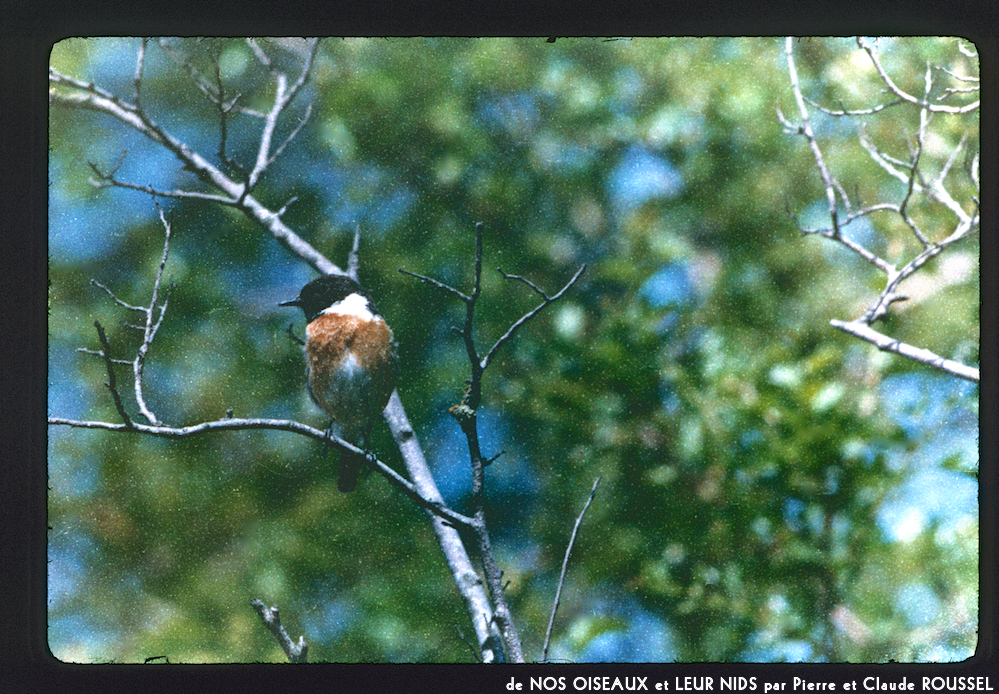 image: This is &lsquo;Nos oiseaux et leurs nids 12&rsquo;.