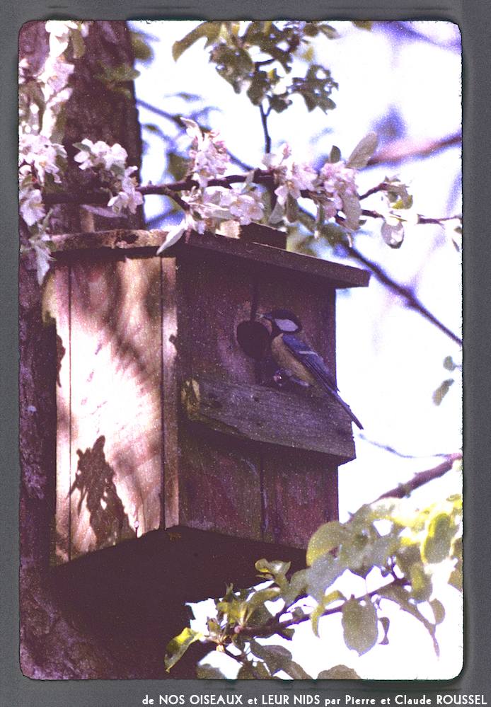 image: This is &lsquo;Nos oiseaux et leurs nids 13&rsquo;.