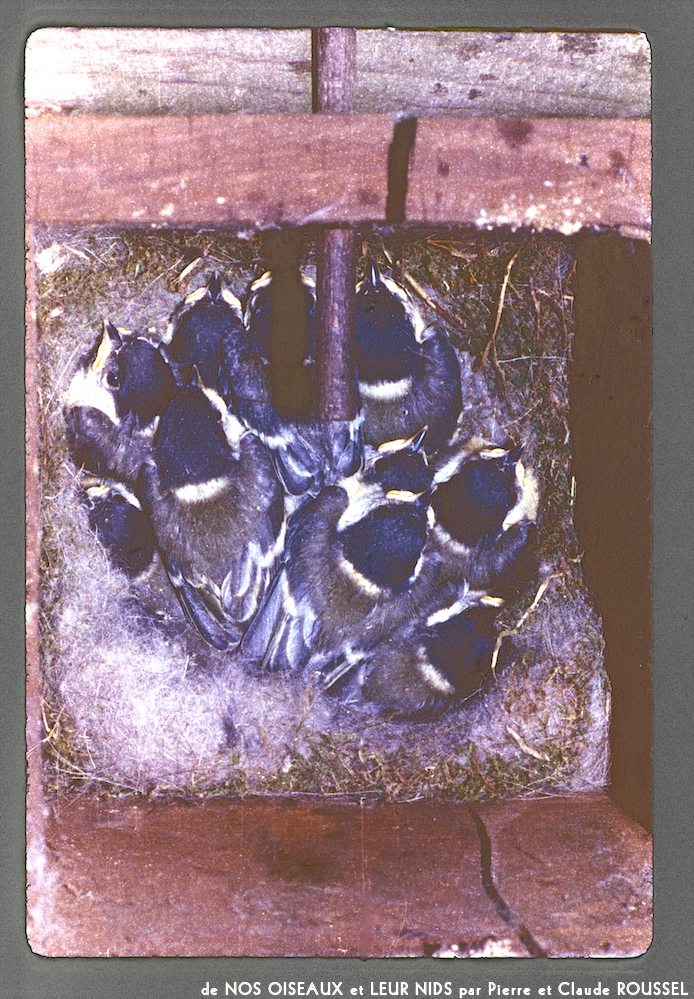 image: This is &lsquo;Nos oiseaux et leurs nids 14&rsquo;.