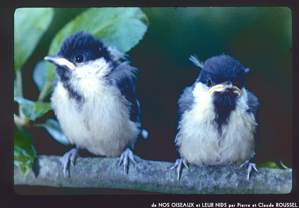 image: This is &lsquo;Nos oiseaux et leurs nids 15&rsquo;.