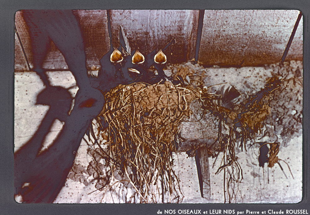 image: This is &lsquo;Nos oiseaux et leurs nids 2&rsquo;.