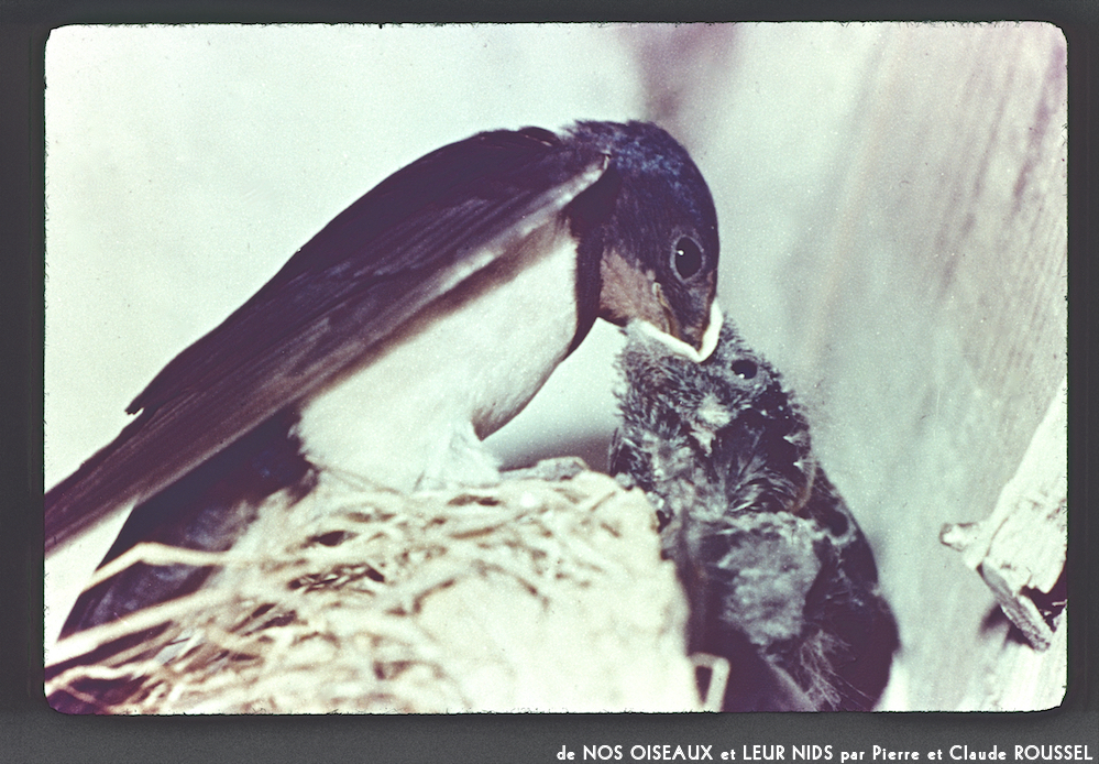 image: This is &lsquo;Nos oiseaux et leurs nids 3&rsquo;.