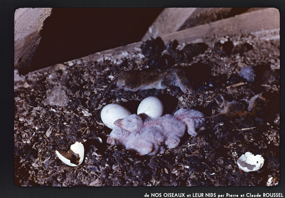 image: This is &lsquo;Nos oiseaux et leurs nids 5&rsquo;.