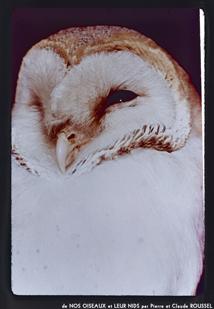 image: This is &lsquo;Nos oiseaux et leurs nids 6&rsquo;.