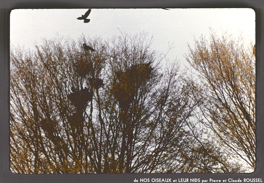 image: This is &lsquo;Nos oiseaux et leurs nids 7&rsquo;.