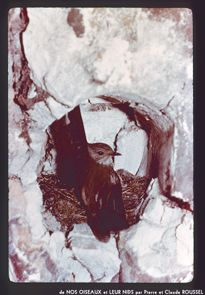 image: This is &lsquo;Nos oiseaux et leurs nids 8&rsquo;.