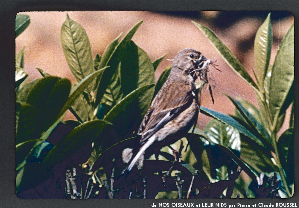 image: This is &lsquo;Nos oiseaux et leurs nids 9&rsquo;.