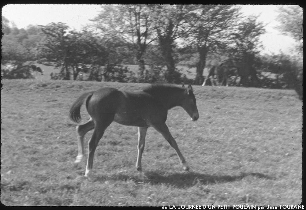 image: This is &lsquo;la journ&eacute;e d&rsquo;un petit poulain 10&rsquo;.