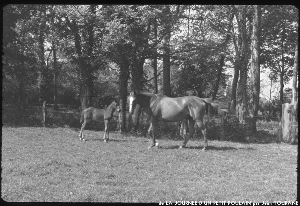 image: This is &lsquo;la journ&eacute;e d&rsquo;un petit poulain 11&rsquo;.