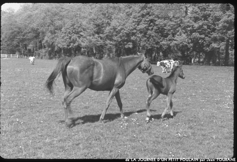 image: This is &lsquo;la journ&eacute;e d&rsquo;un petit poulain 2&rsquo;.