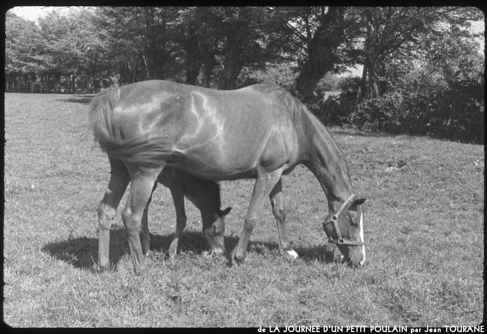 image: This is &lsquo;la journ&eacute;e d&rsquo;un petit poulain 3&rsquo;.