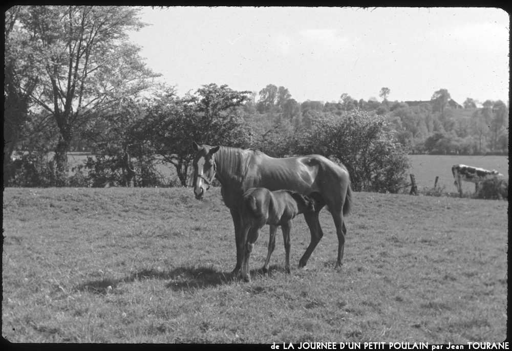 image: This is &lsquo;la journ&eacute;e d&rsquo;un petit poulain 5&rsquo;.