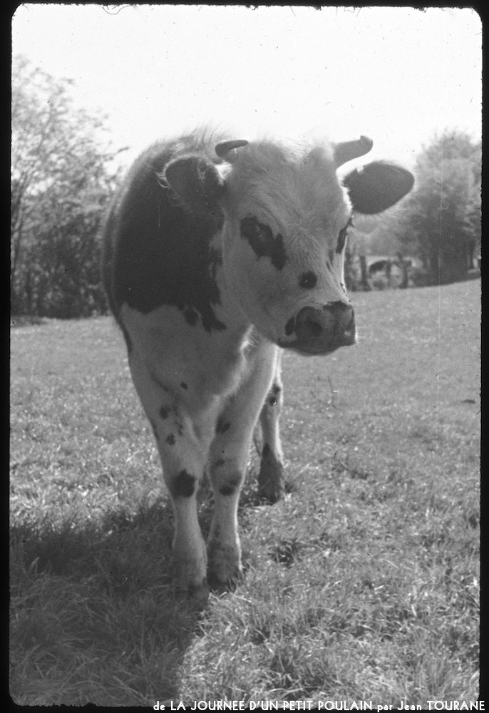 image: This is &lsquo;la journ&eacute;e d&rsquo;un petit poulain 6&rsquo;.
