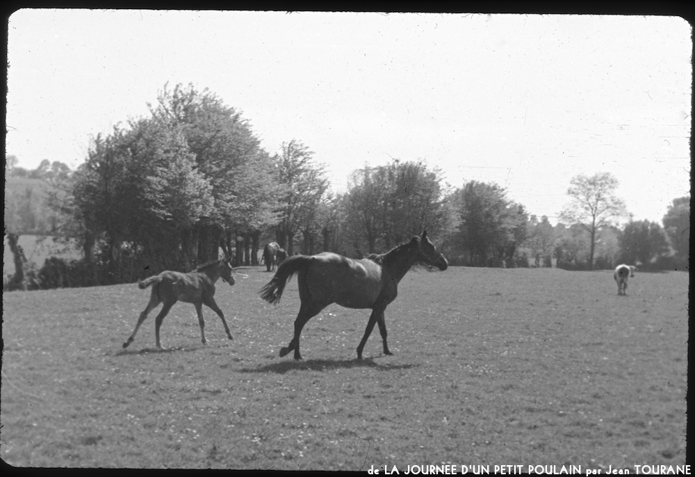 image: This is &lsquo;la journ&eacute;e d&rsquo;un petit poulain 8&rsquo;.