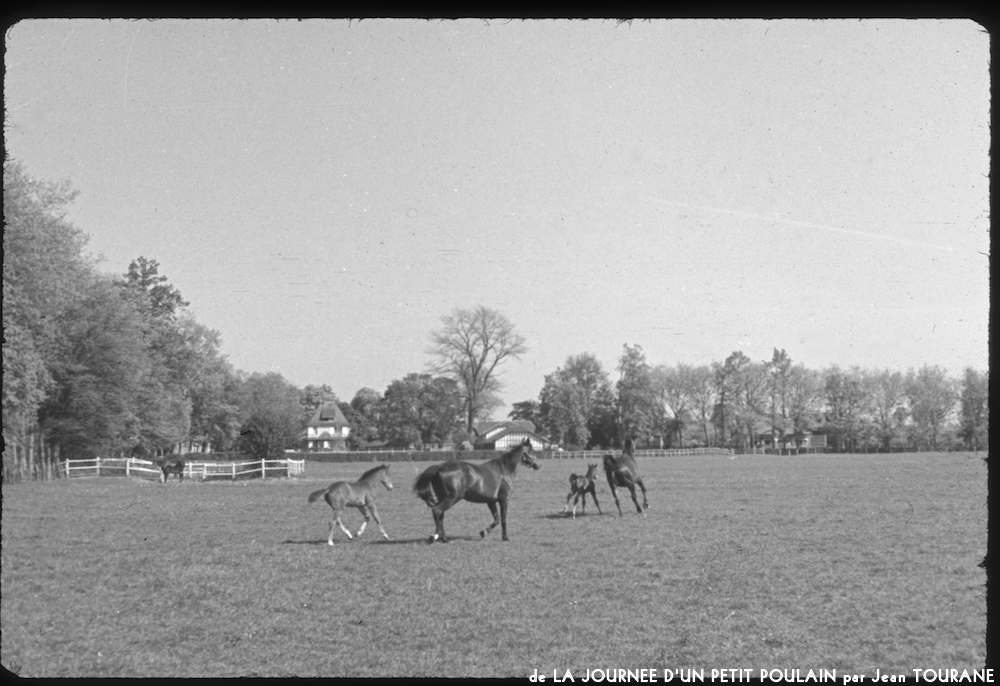 image: This is &lsquo;la journ&eacute;e d&rsquo;un petit poulain 9&rsquo;.