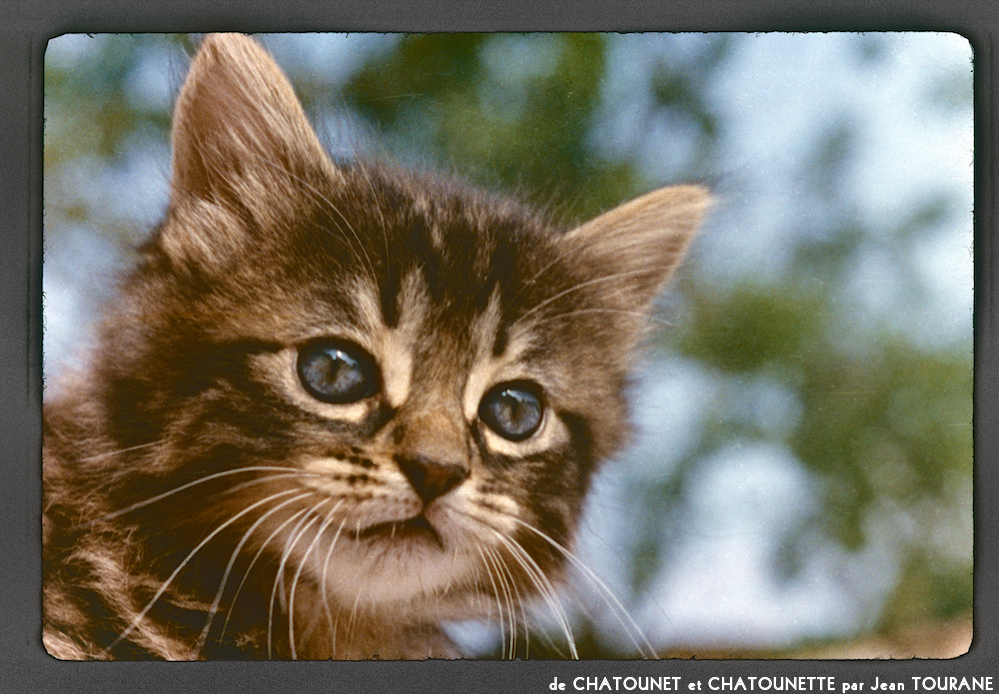 image: This is &lsquo;chatounet et chatounette 1&rsquo;.