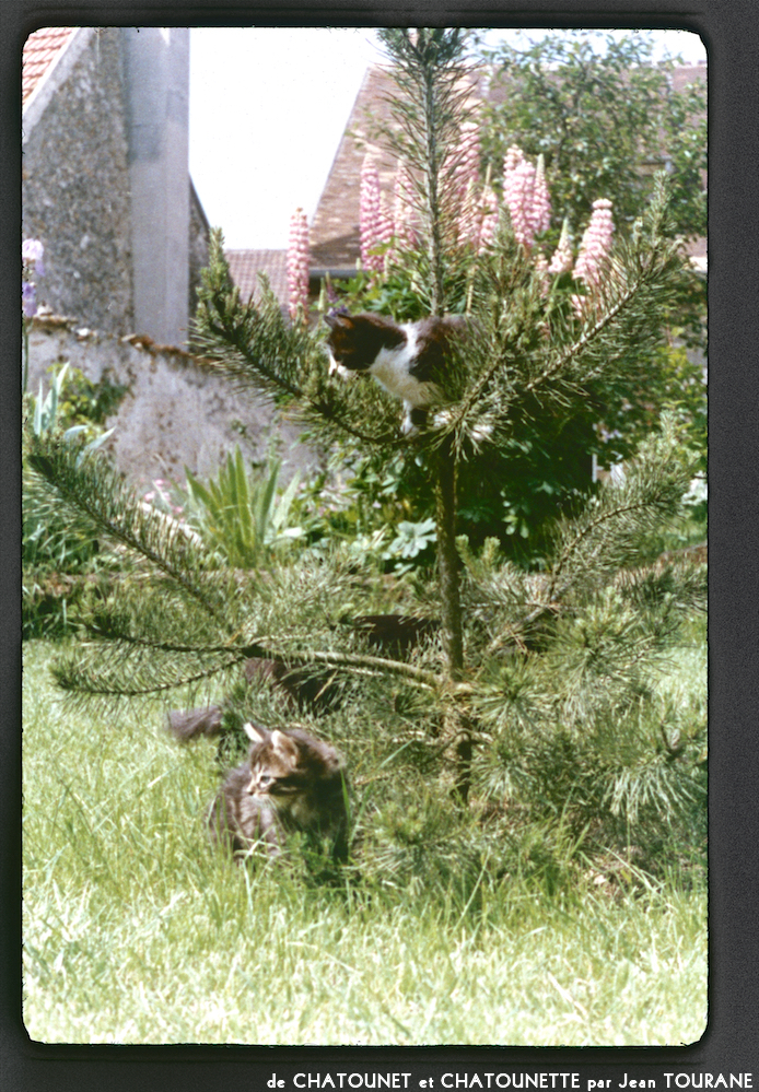 image: This is &lsquo;chatounet et chatounette 10&rsquo;.