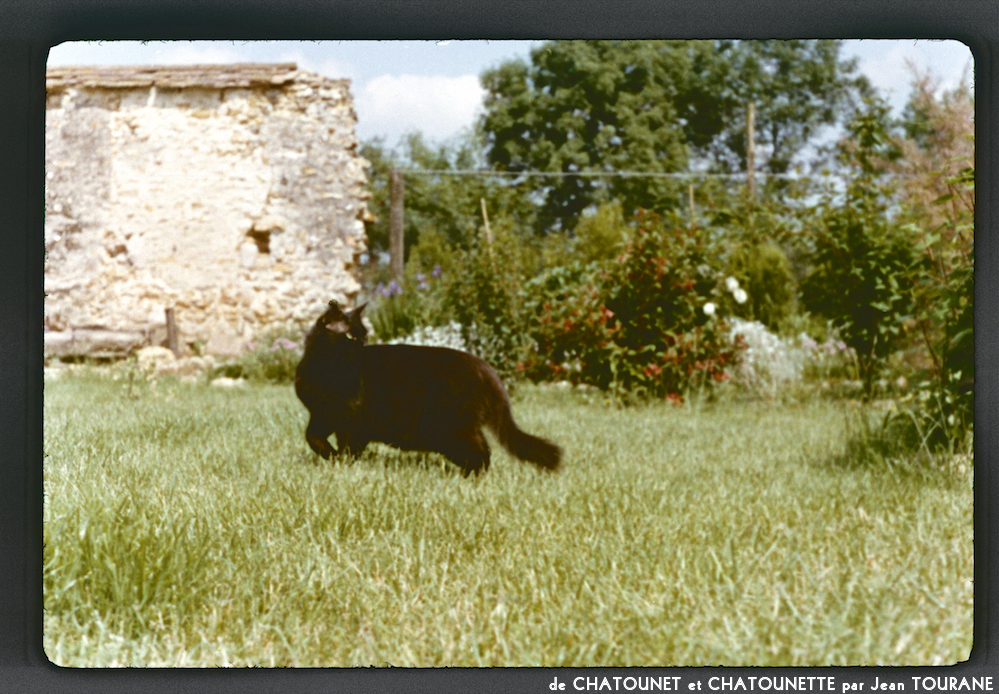 image: This is &lsquo;chatounet et chatounette 11&rsquo;.