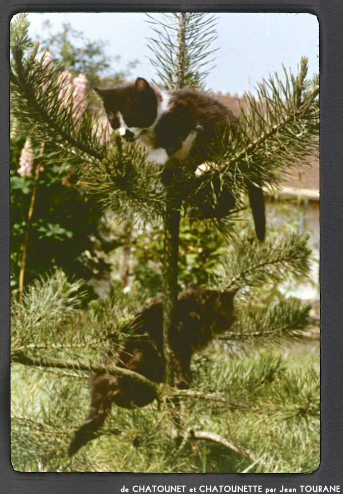 image: This is &lsquo;chatounet et chatounette 12&rsquo;.