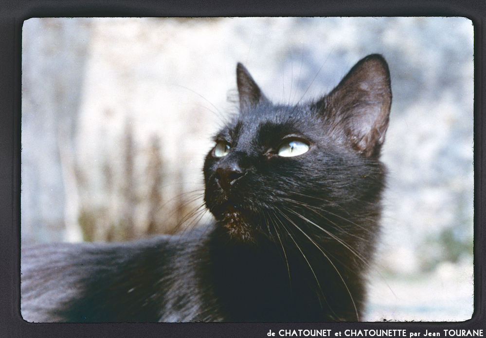 image: This is &lsquo;chatounet et chatounette 13&rsquo;.