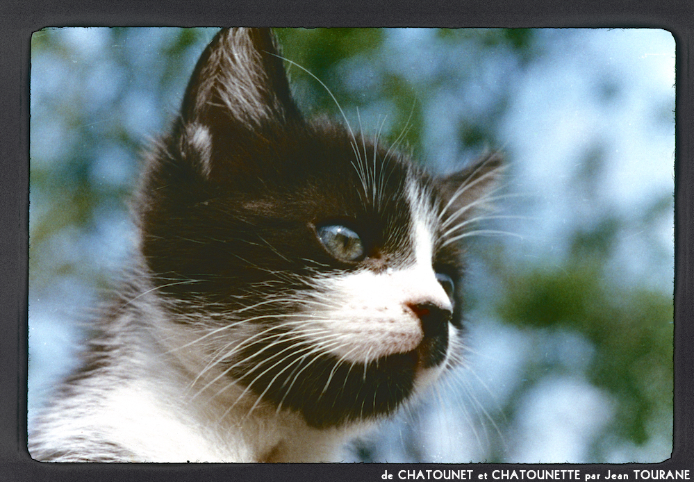 image: This is &lsquo;chatounet et chatounette 14&rsquo;.