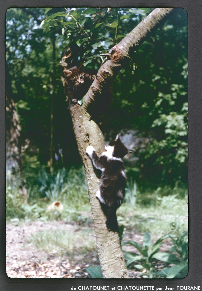 image: This is &lsquo;chatounet et chatounette 15&rsquo;.