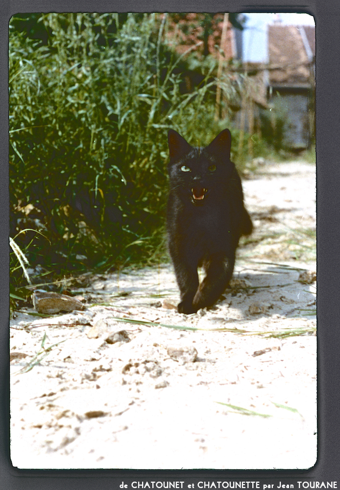 image: This is &lsquo;chatounet et chatounette 16&rsquo;.