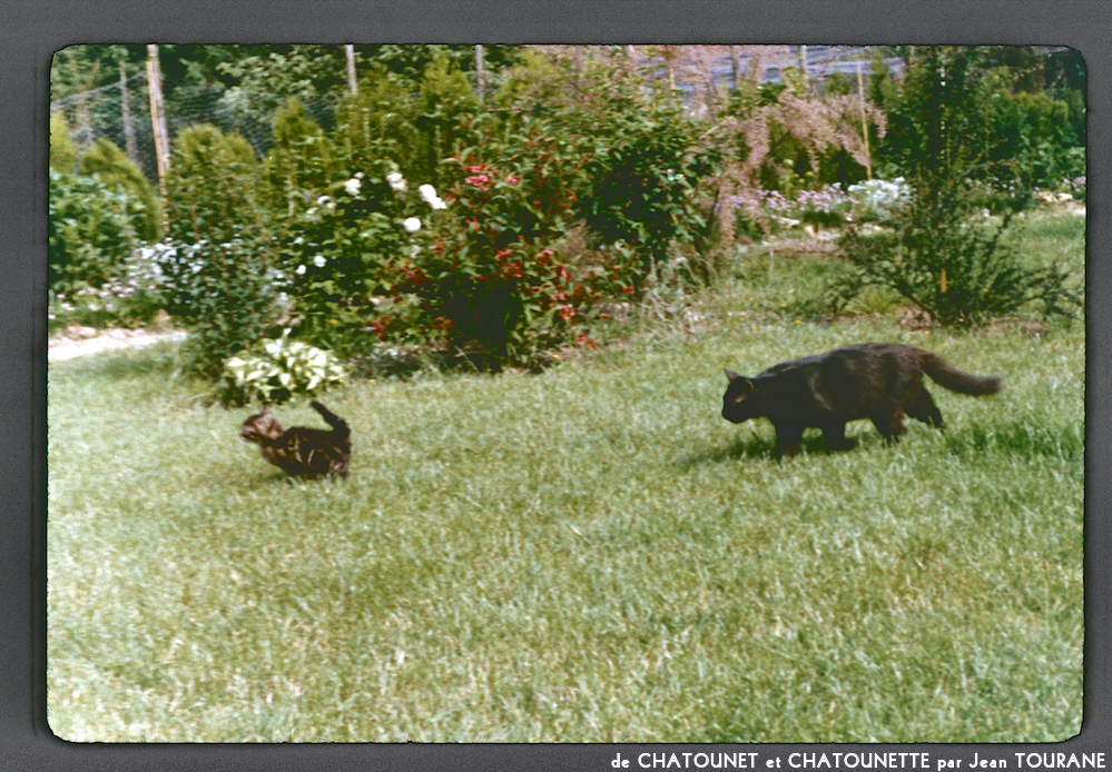 image: This is &lsquo;chatounet et chatounette 17&rsquo;.