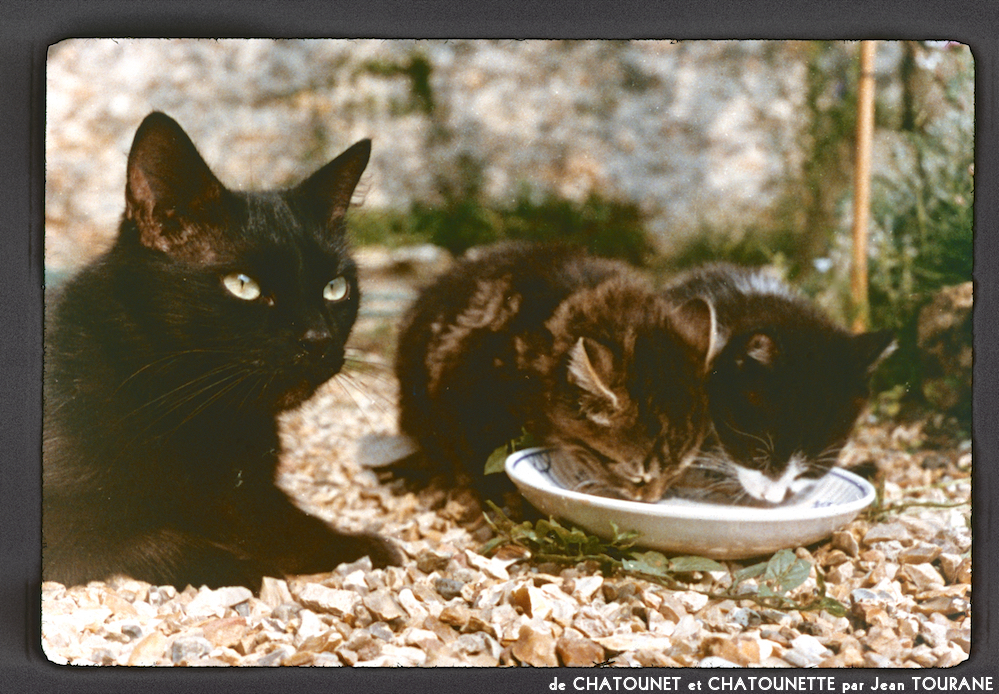 image: This is &lsquo;chatounet et chatounette 18&rsquo;.