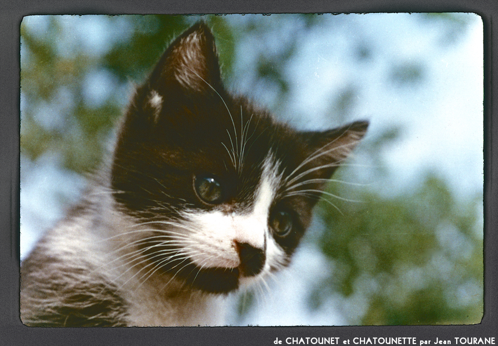 image: This is &lsquo;chatounet et chatounette 2&rsquo;.