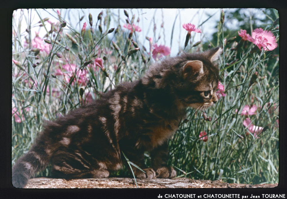 image: This is &lsquo;chatounet et chatounette 3&rsquo;.