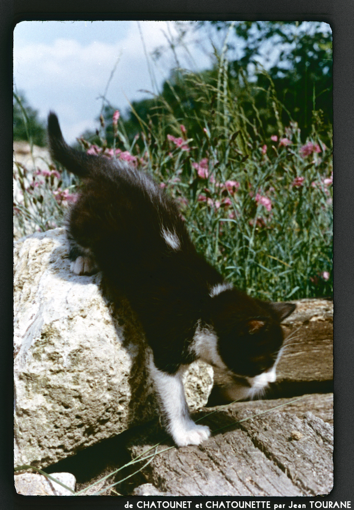 image: This is &lsquo;chatounet et chatounette 5&rsquo;.