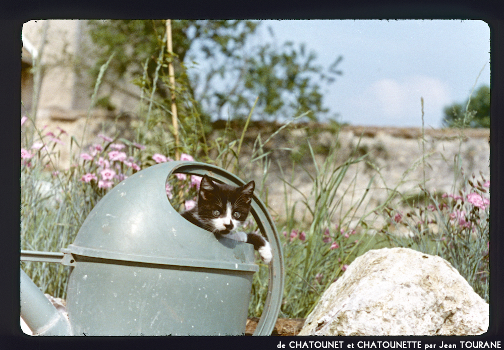 image: This is &lsquo;chatounet et chatounette 6&rsquo;.