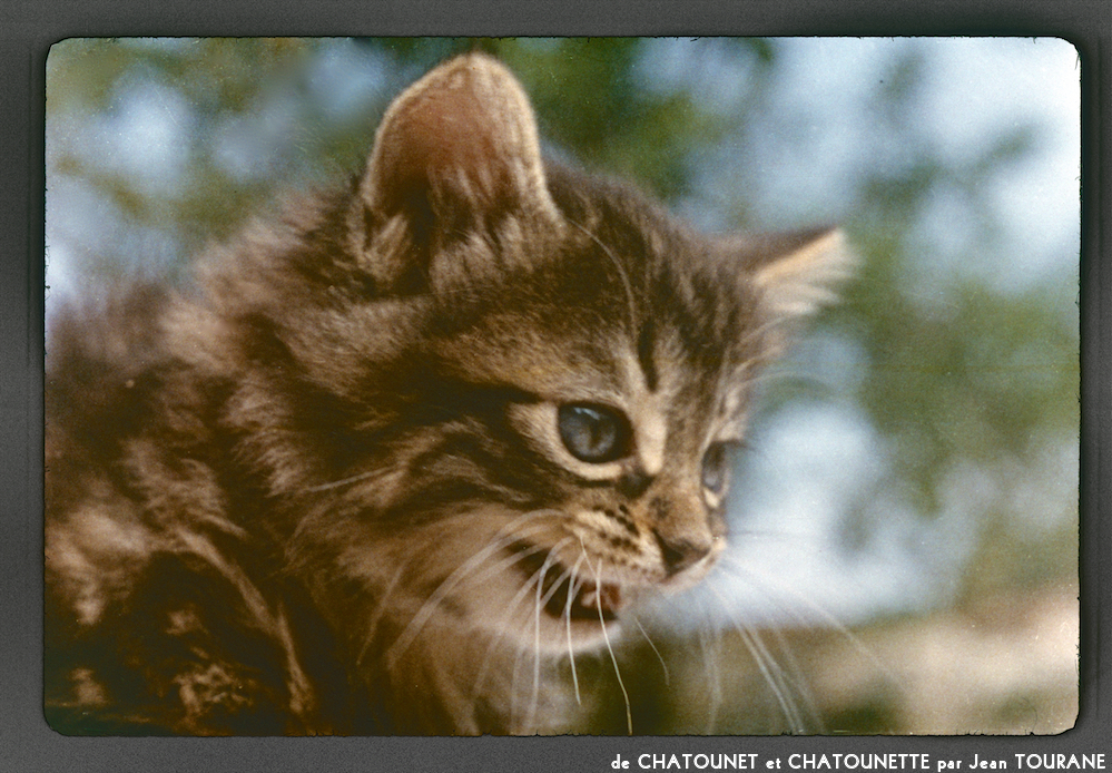 image: This is &lsquo;chatounet et chatounette 7&rsquo;.
