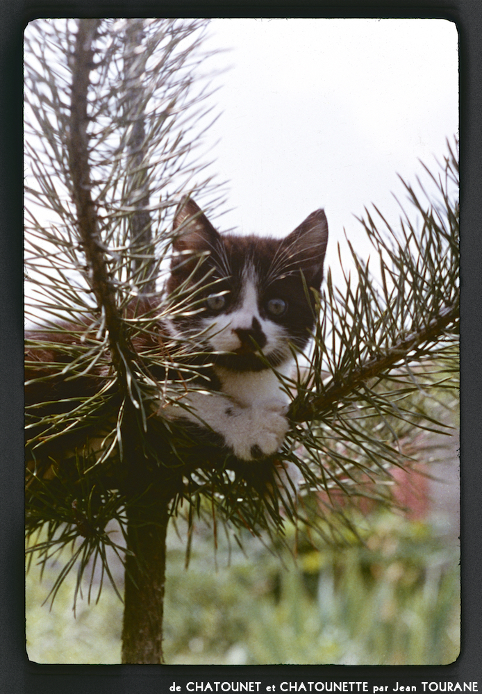 image: This is &lsquo;chatounet et chatounette 8&rsquo;.